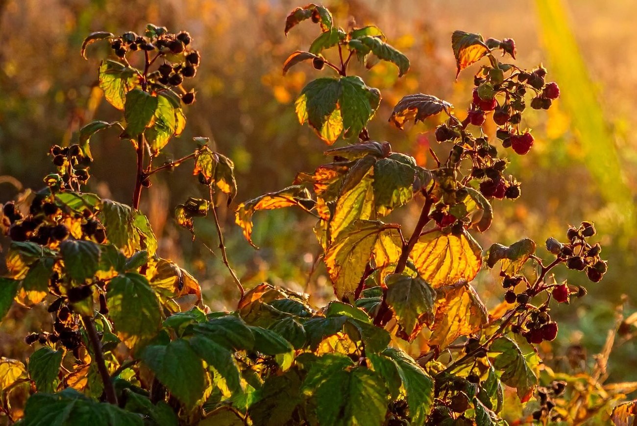 Урожай малины увеличился в разы: больше никакой осенней обрезки кустарника