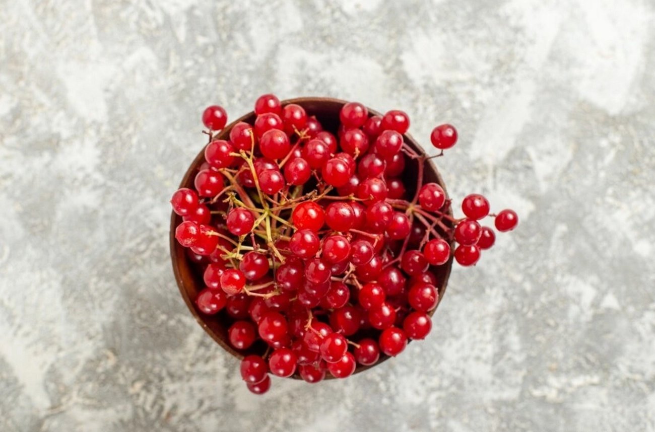 Настойка из калины порадует вкусом и принесет пользу: самое время для приготовления полезного напитка