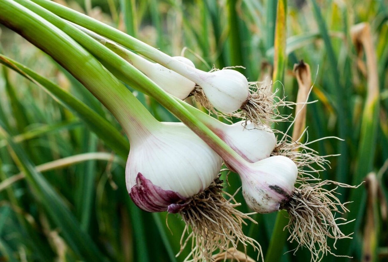 Озимый чеснок взойдет крепким и здоровым: запомните 5 важных правил посадки