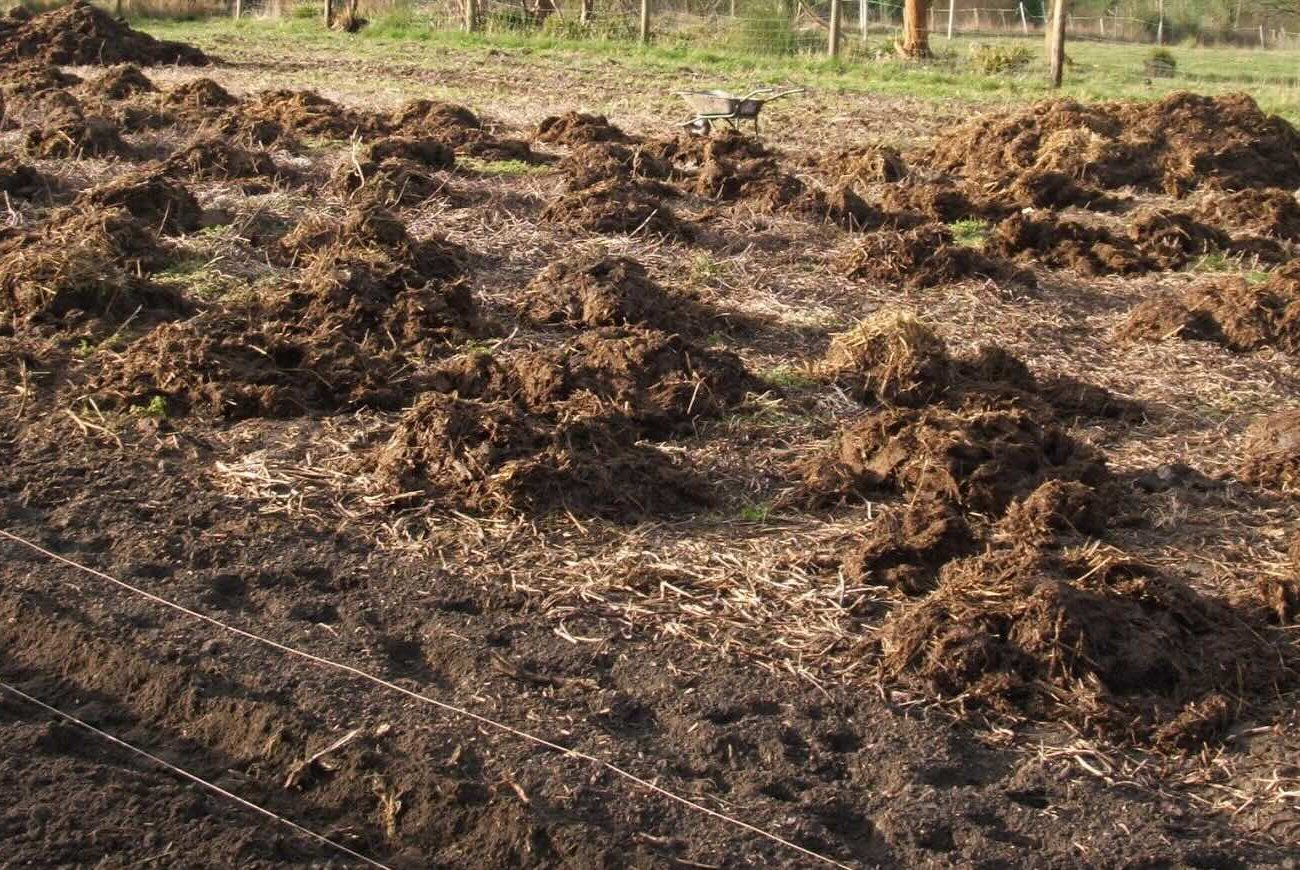Навоз потеряет всю пользу: запомните главную ошибку при осеннем внесении удобрения