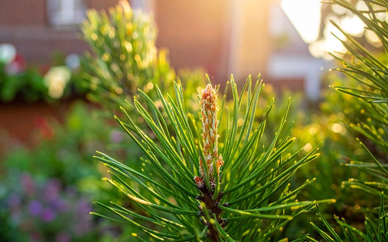 Хвоя защитит растения и улучшит почву: запомните нюансы мульчирования