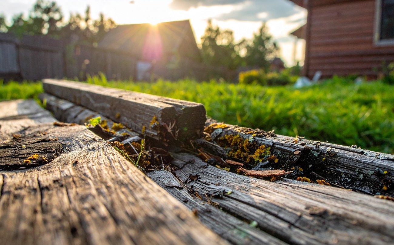 Трухлявая древесина найдет полезное применение: 4 способа, которые удивят даже опытных дачников