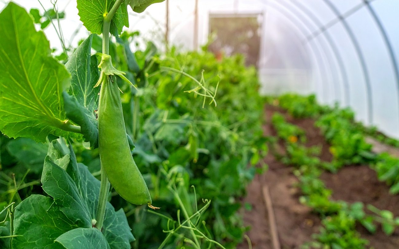 Ноябрьский посев удивит богатым урожаем: что умные огородники сажают в теплице поздней осенью