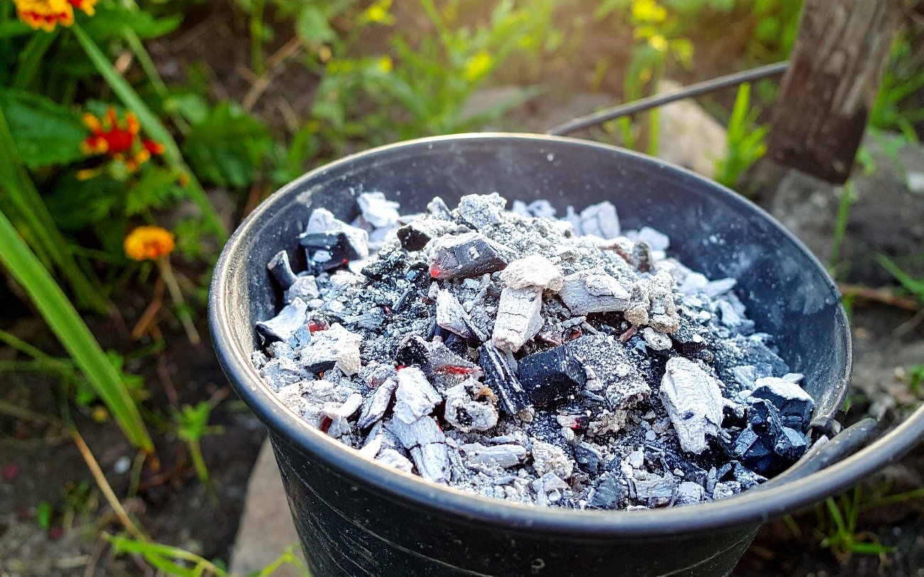 Зола заменила половину удобрений на даче: правильное использование в сухом и жидком виде