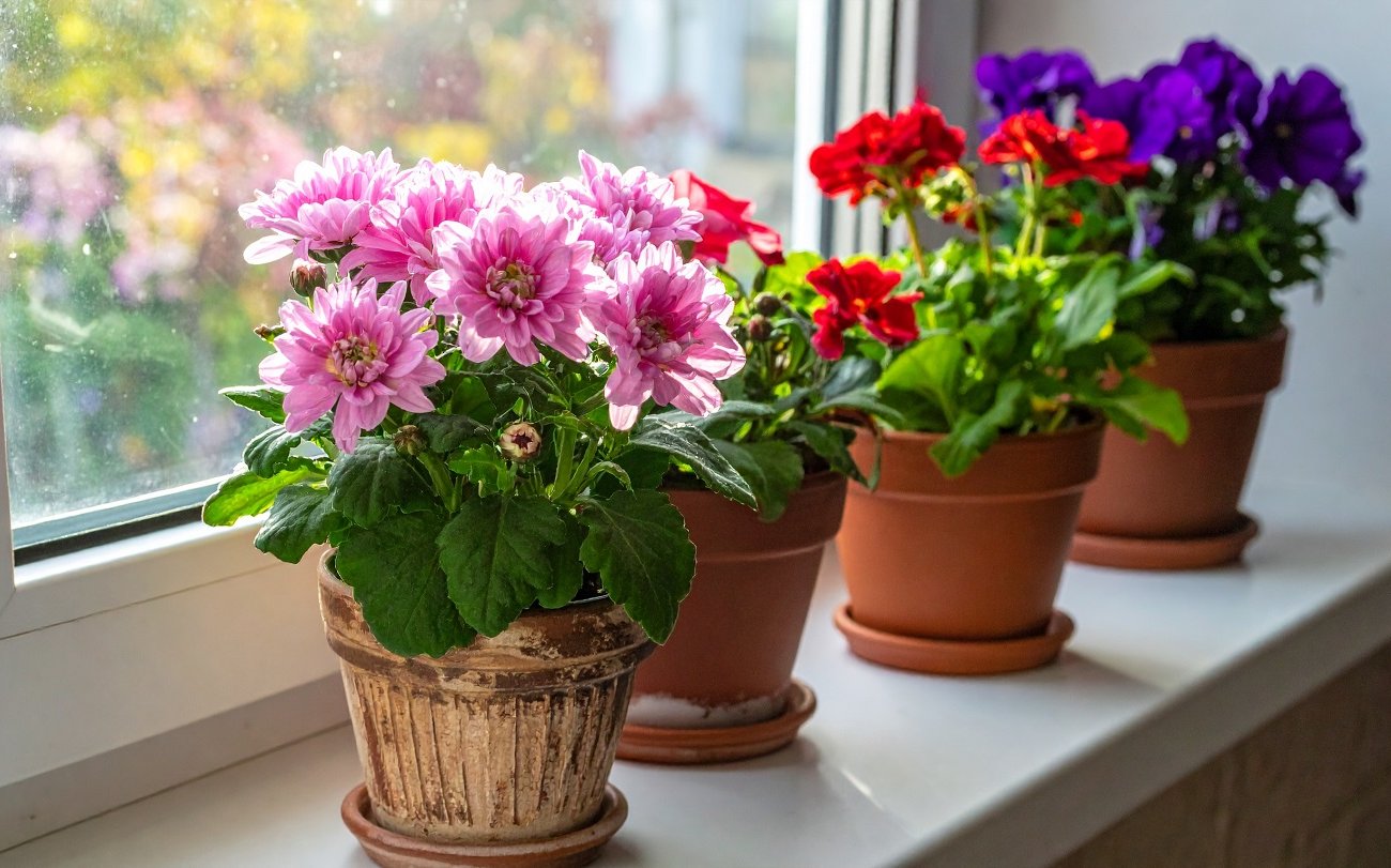 Плесень в цветочных горшках больше не появится: запомните меры для профилактики