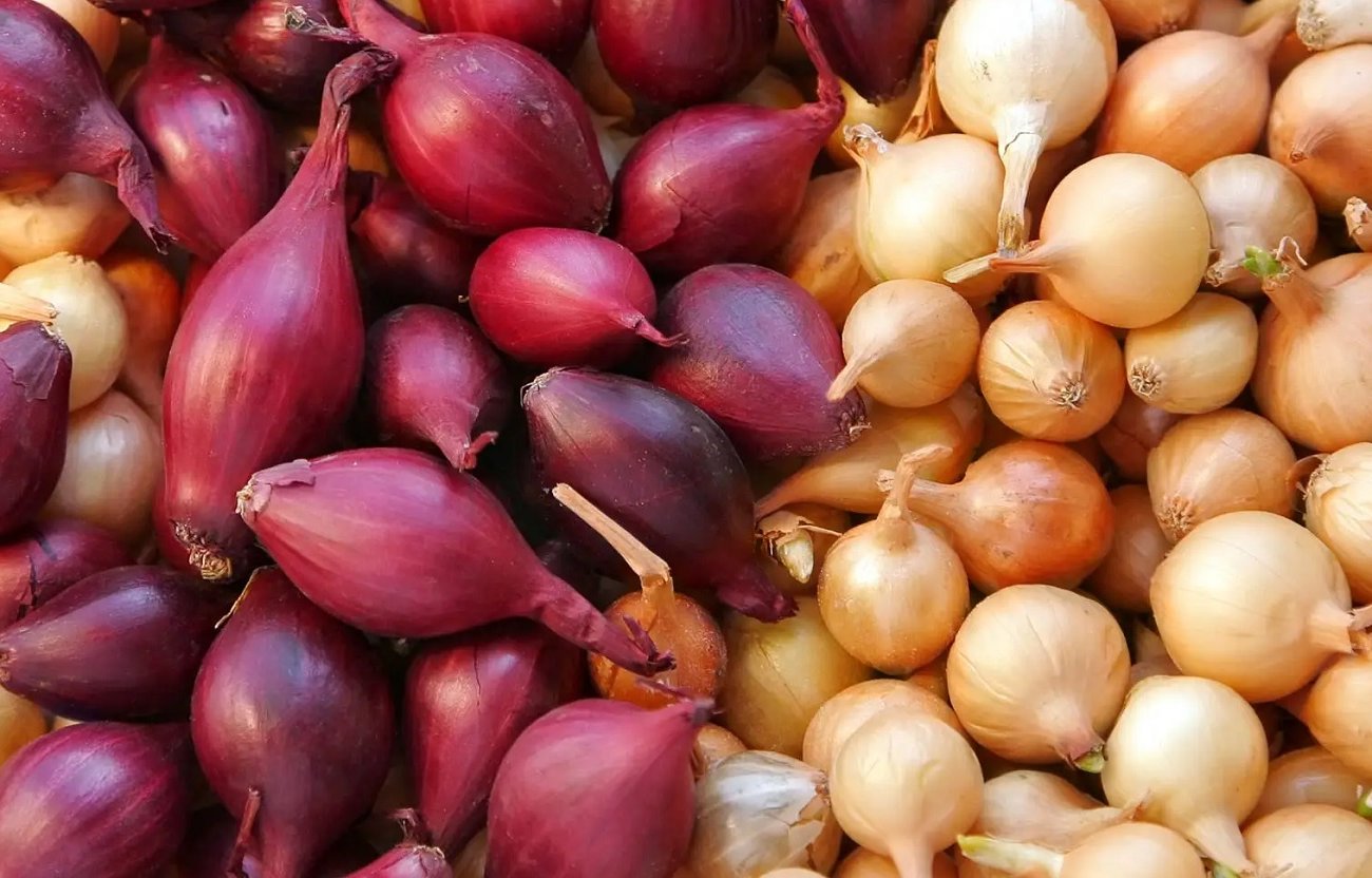 Озимый лук пустил перья раньше срока: запомните меры по спасению урожая