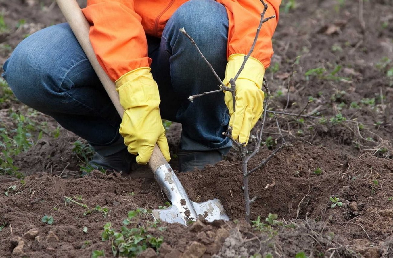 Саженцы переживут зиму без потерь: запомните проверенный способ хранения до весны