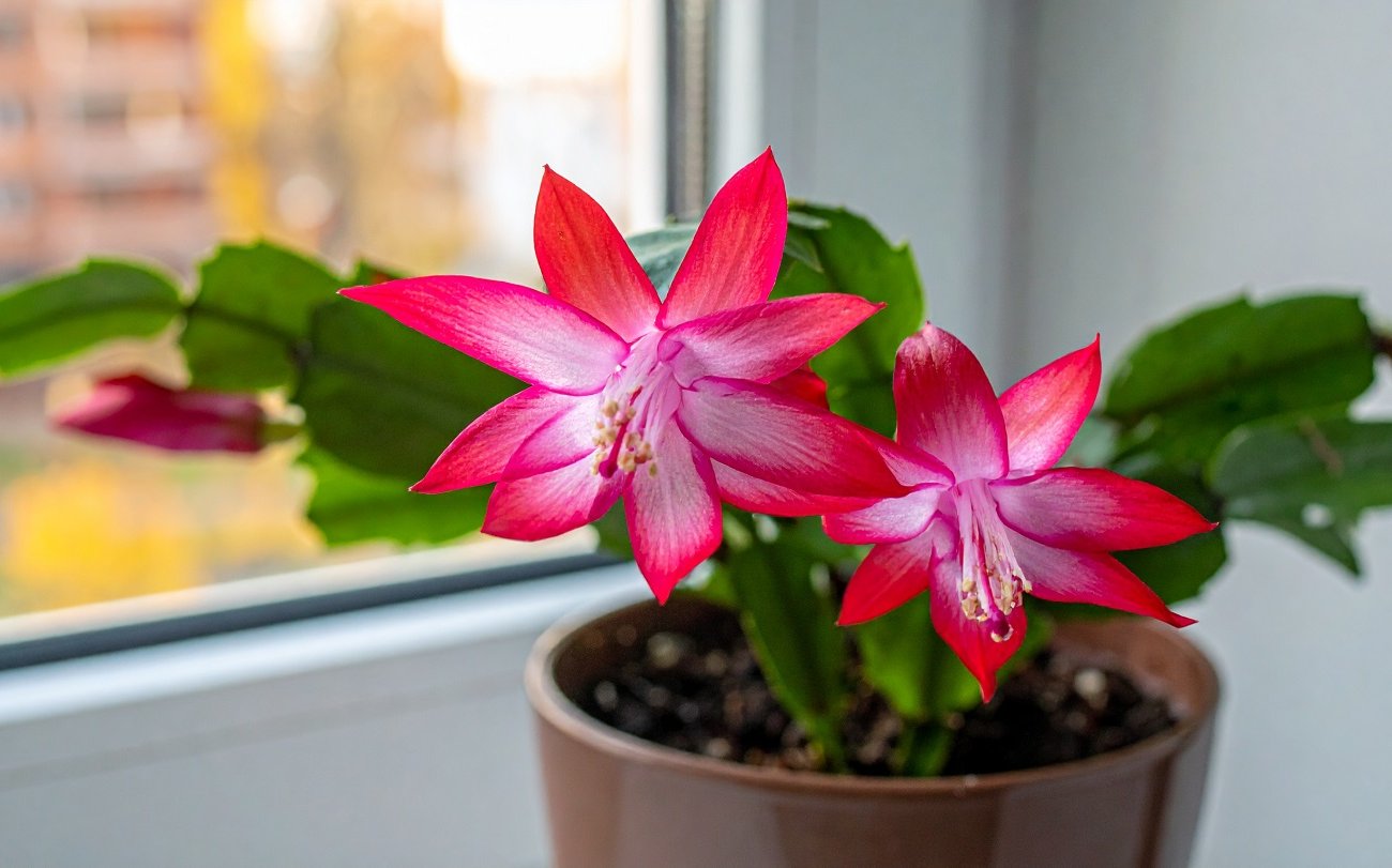 Декабрист покроется облаком цветов: просто добавьте настойку крапивы в воду для полива