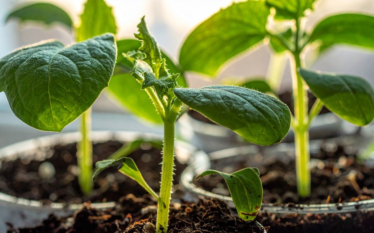 Сею эти овощи на рассаду уже в декабре и радуюсь урожаю весной: 4 культуры для раннего посева