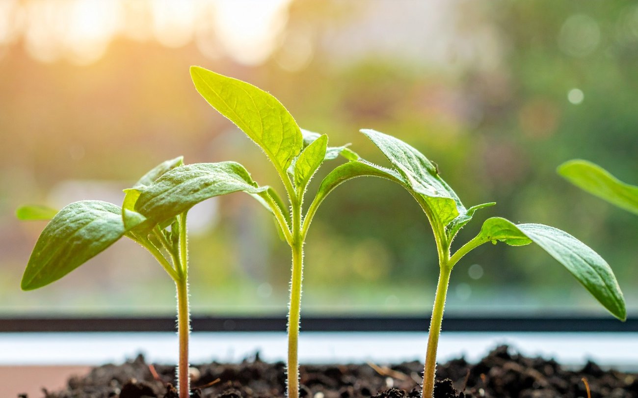 Рассада вырастет сильной и здоровой: правила выбора ламп для подсветки растений