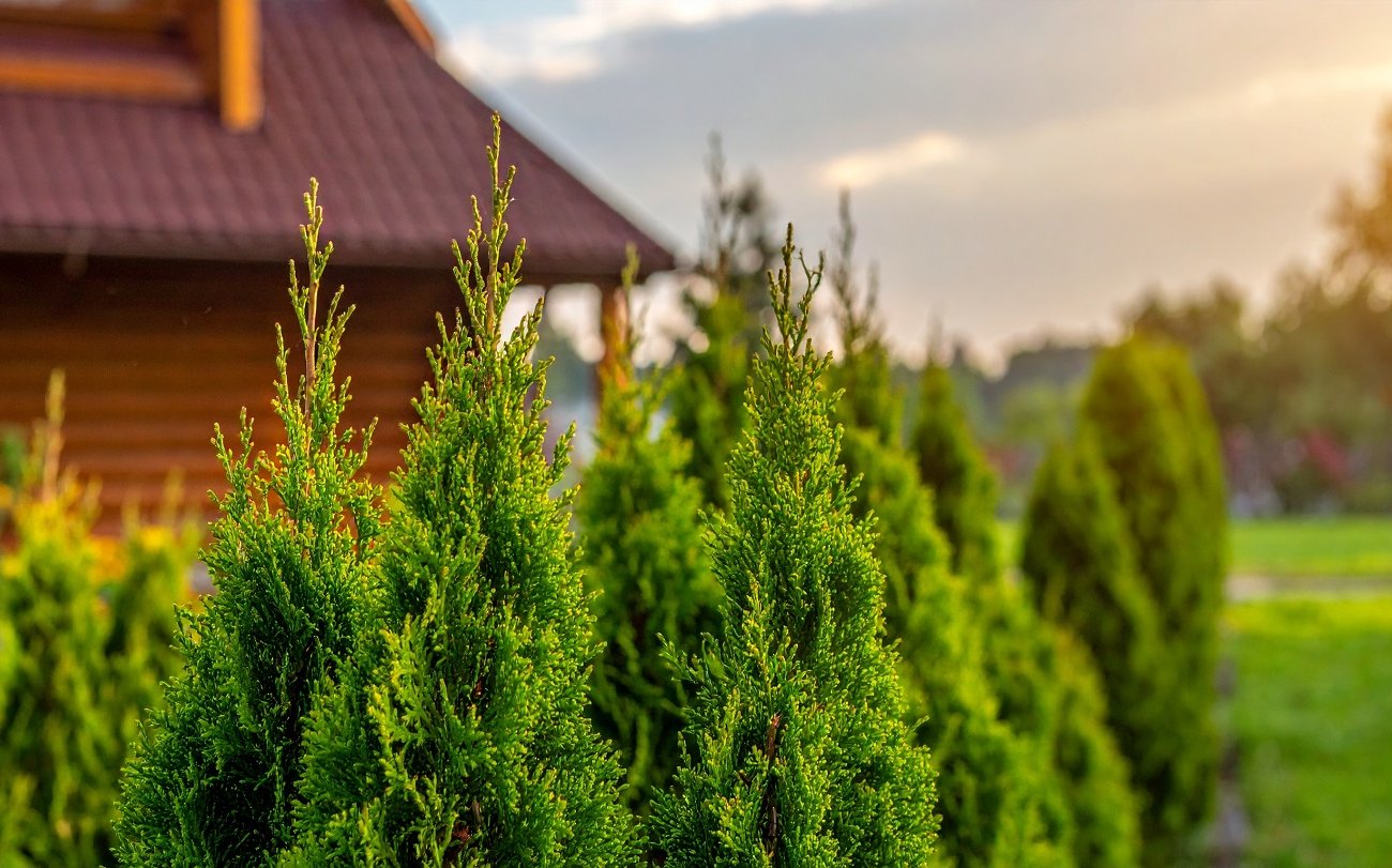 Дендрологи объяснили, почему туя не растет при правильном уходе: запомните возможные причины