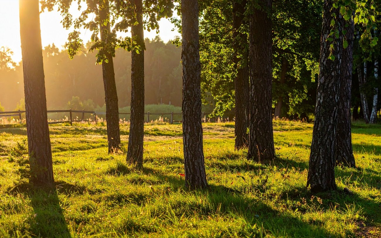 Садоводы объяснили, почему корни дерева показываются из земли: не игнорируйте этот знак