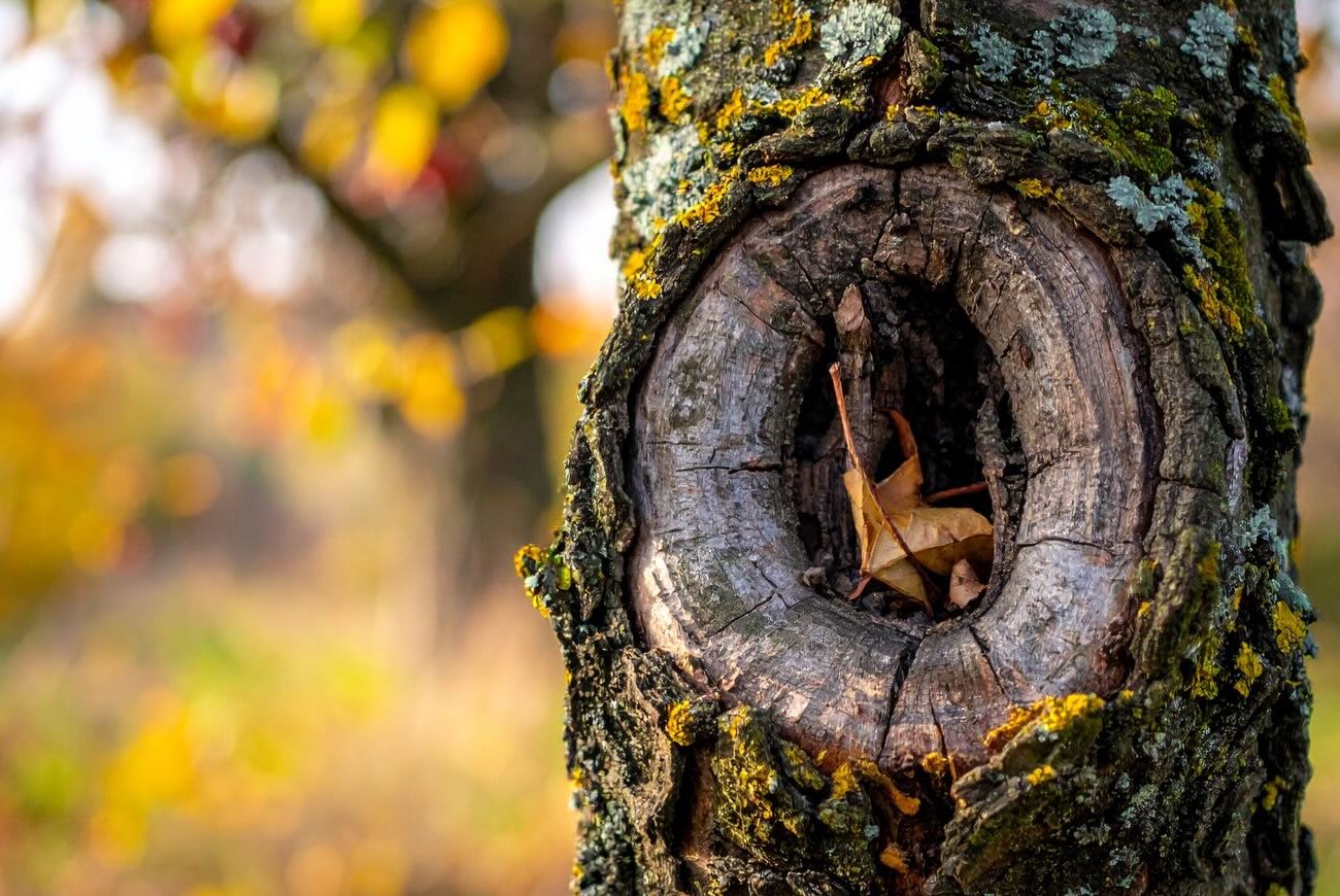 Плодовые деревья будут здоровыми и крепкими: дедовский способ замазки трещин в стволе