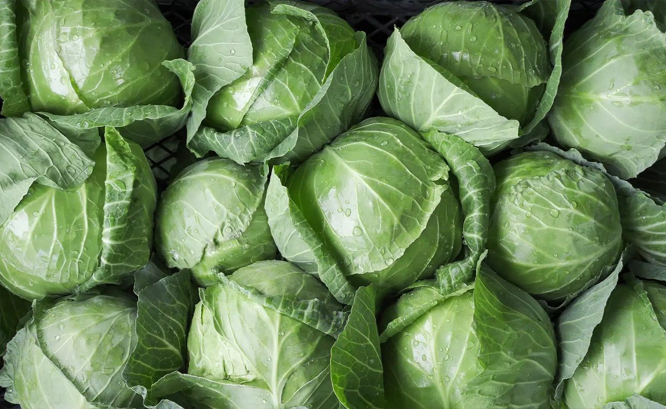 Выбираю капусту по бабушкиному методу: кочаны всегда сочные и хрустящие