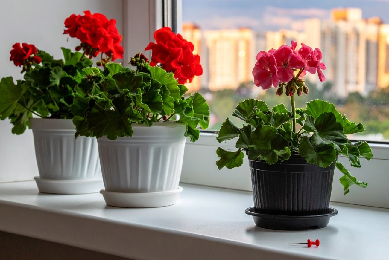 Герань покроется пышными цветами: обычная булавка творит чудеса с растением