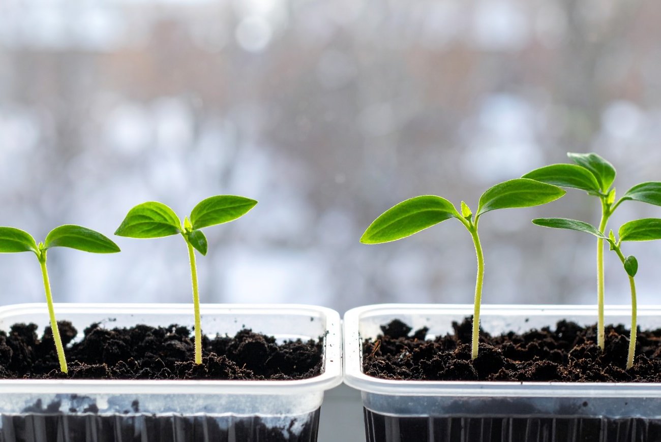 Как спасти чахлую рассаду без дорогих удобрений: быстрый метод, которым пользовались наши родители