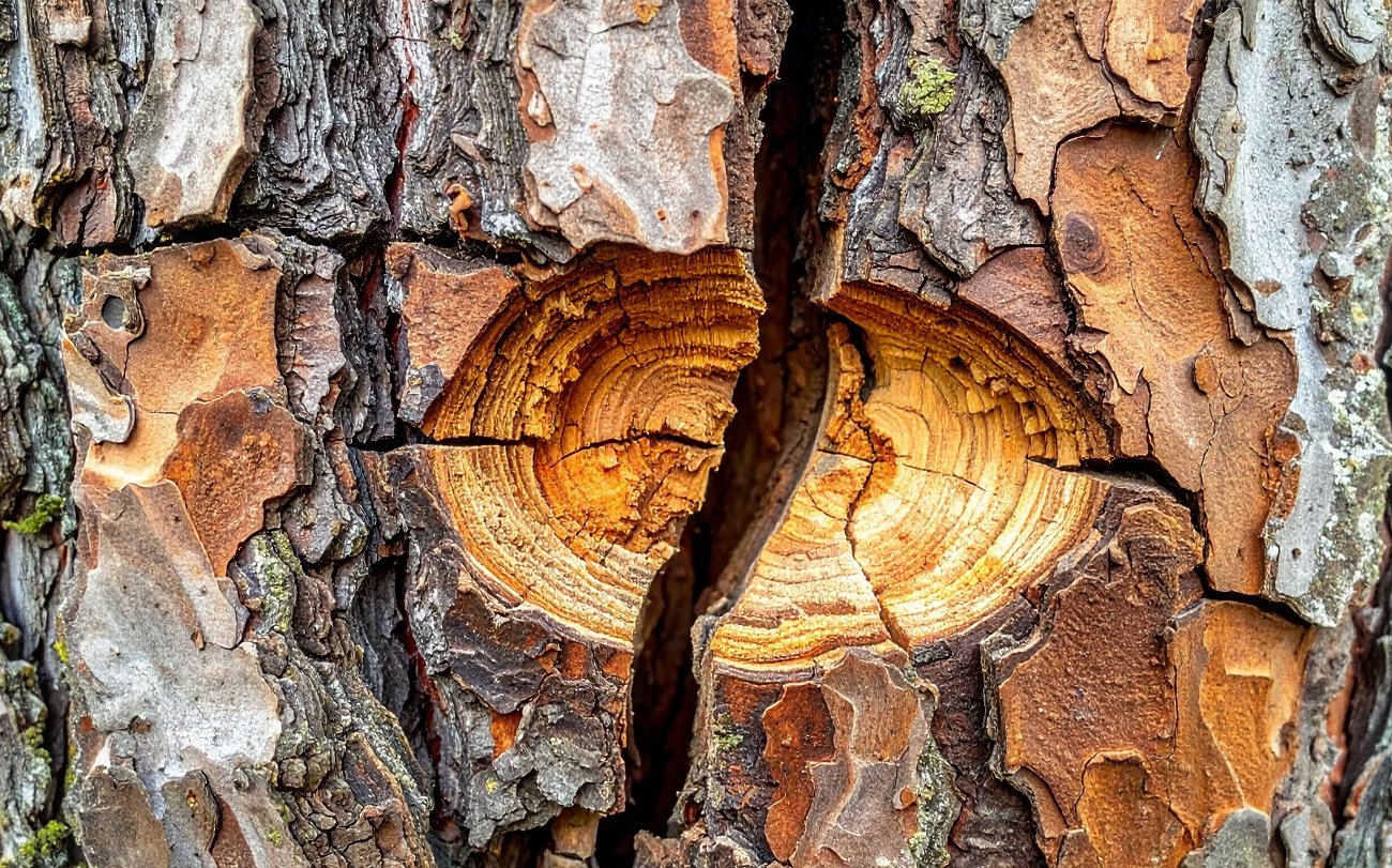 Трещины на коре затянутся сами: опытные садоводы поделились секретом здоровья плодовых деревьев