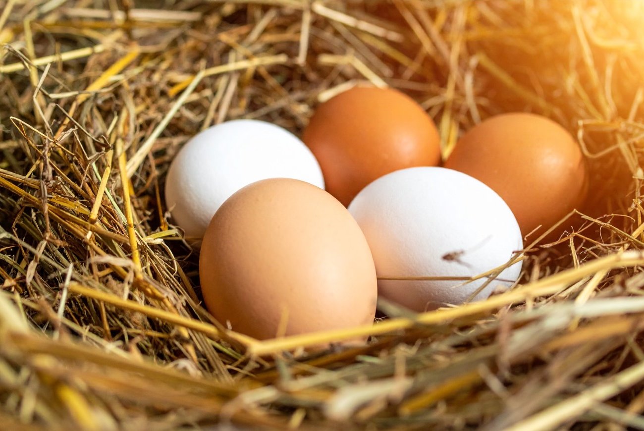 Куры несутся каждый день без перерыва: правила составления рациона от опытных дачников