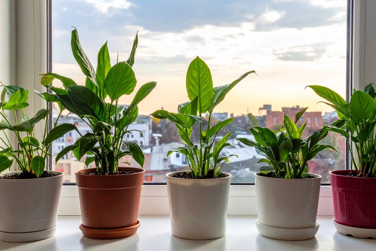 Комнатные растения оживут без дорогих удобрений: секрет кроется в обычном древесном угле