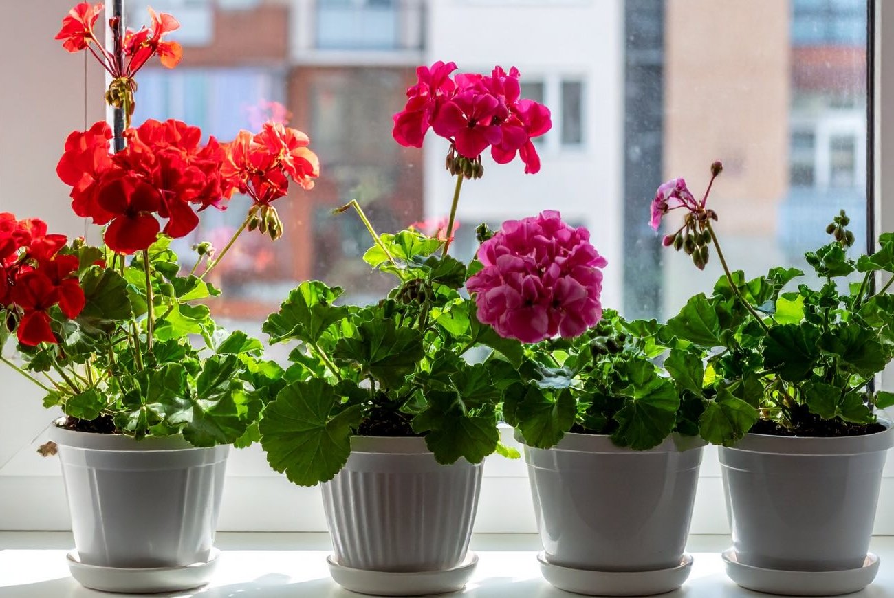 Герань зацветет так, что соседи будут завидовать: секрет в медовой подкормке