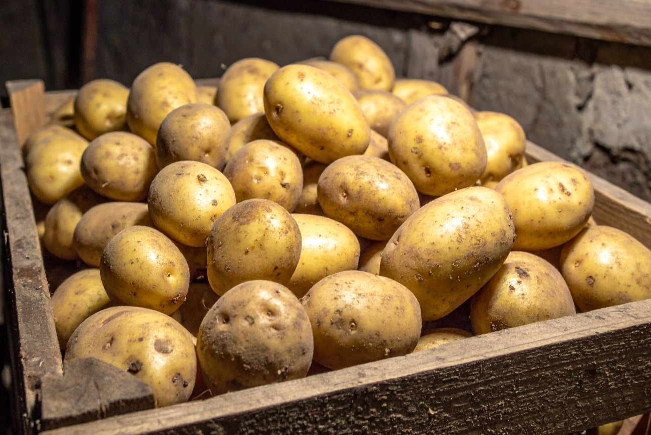 Картофель долежит до весны без гнили и прорастания: 7 важных правил хранения овоща