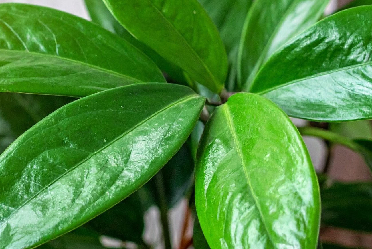 Листья комнатных цветов блестят как после дождя: протираю их одним средством и не нарадуюсь красоте
