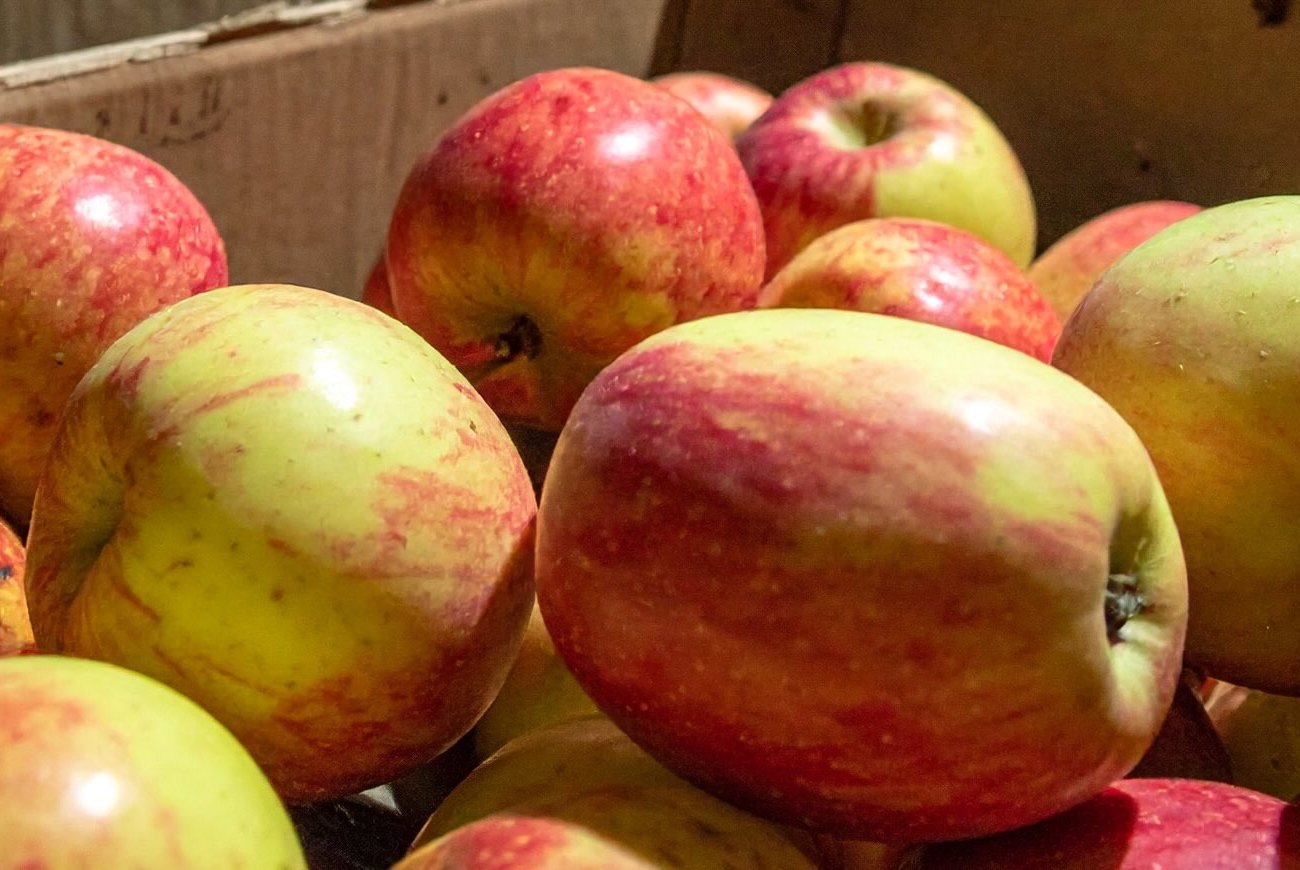 Яблоки будут свежими до самой весны: запомните ошибки при хранении, которые губят весь урожай
