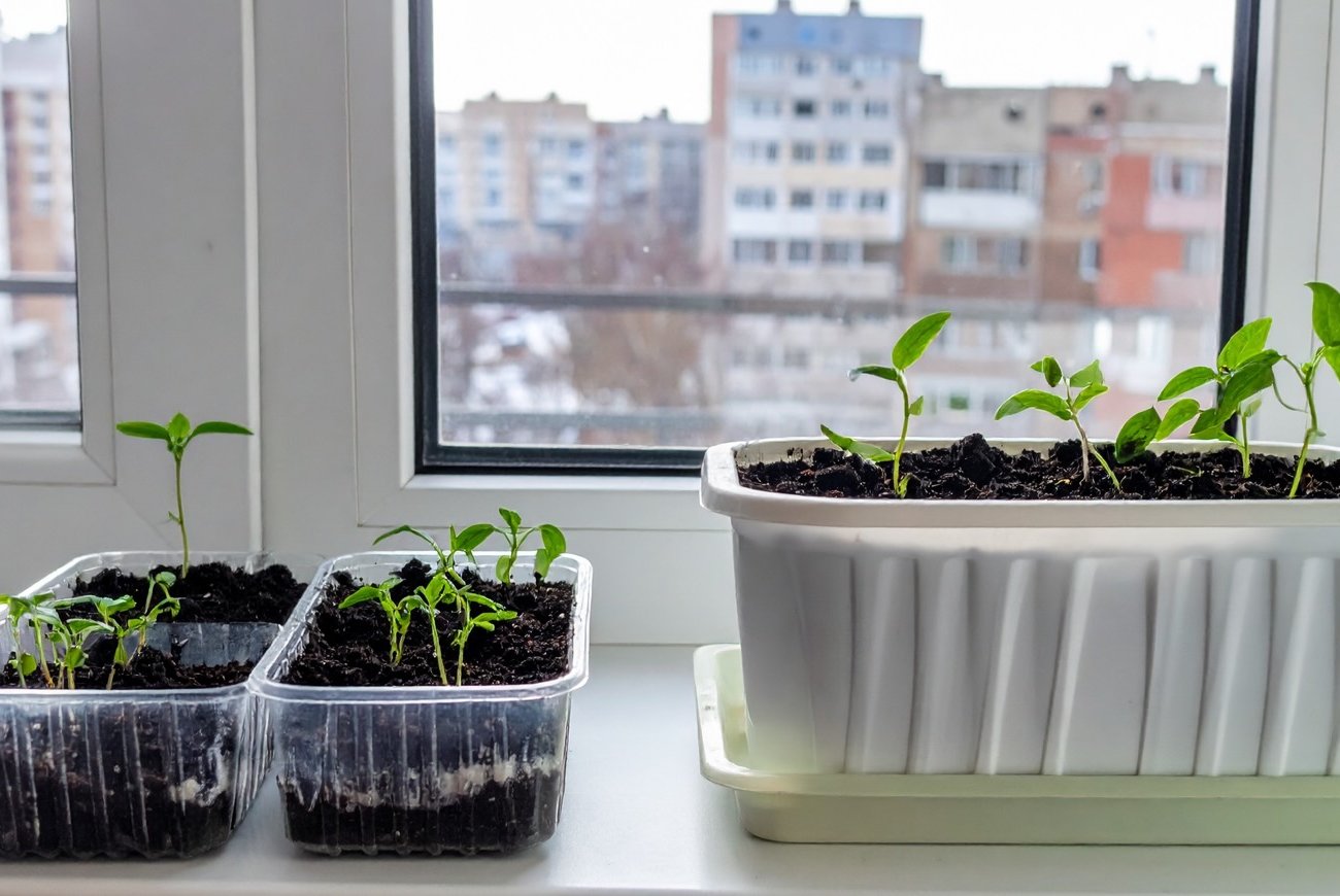 Неожиданная ценность перекиси водорода для рассады: простой способ улучшить всхожесть