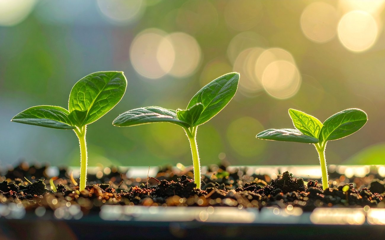 Не жду весны и сею рассаду в декабре: 4 овоща, которые требуют раннего посева