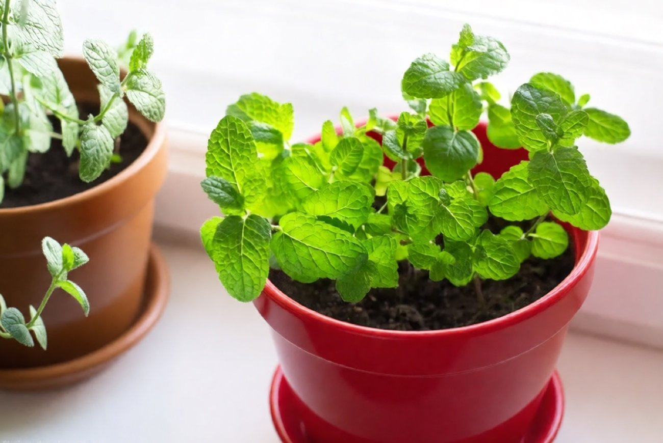Выращиваю мяту на подоконнике круглый год: простой способ всегда иметь свежую зелень под рукой