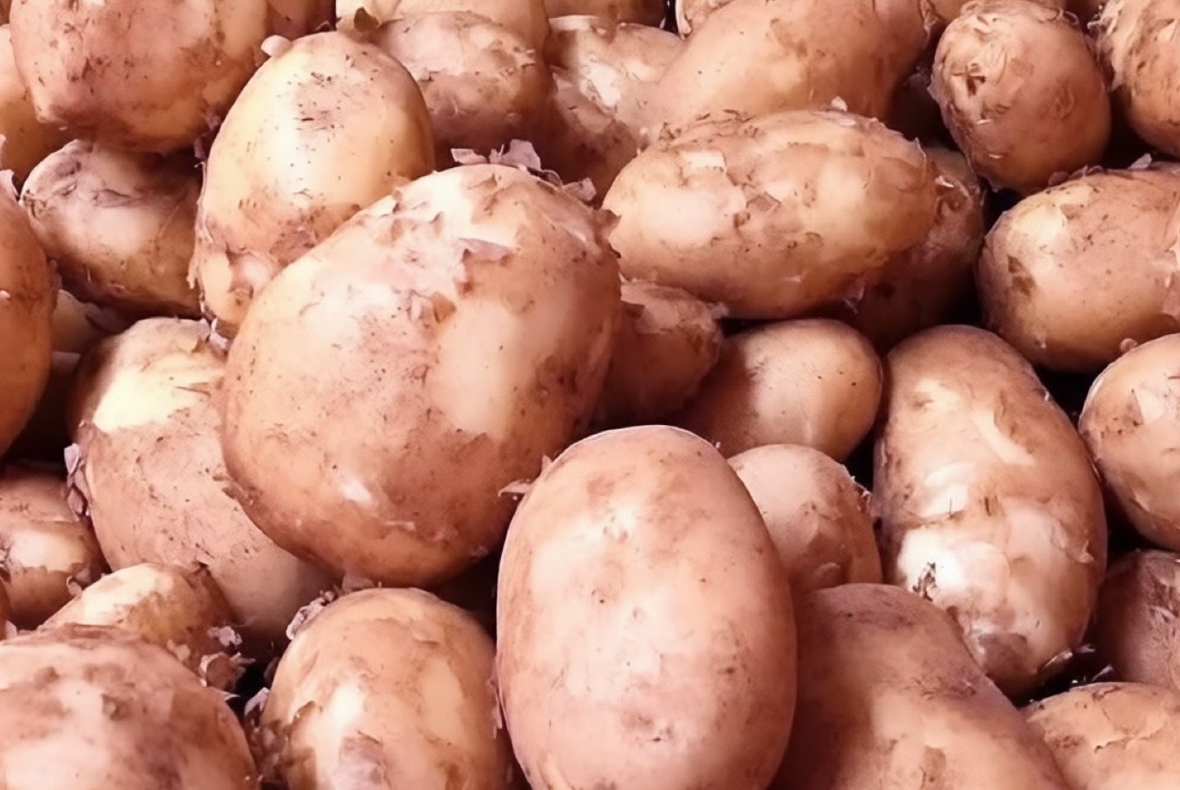 Как отличить кормовую картошку от столовой: простые признаки, которые должен знать каждый покупатель