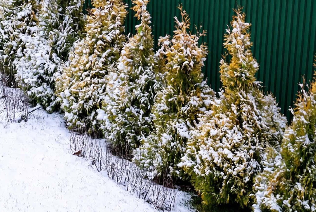 Как заставить туи расти быстрее: всем дачникам на заметку