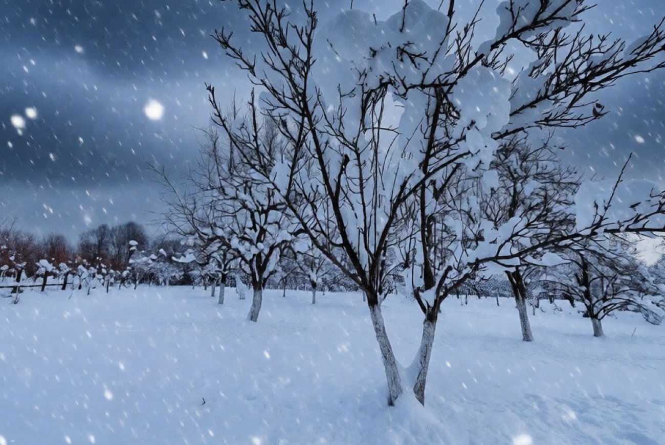 Нужно ли стряхивать снег с веток в саду: запомните, что советуют опытные садоводы