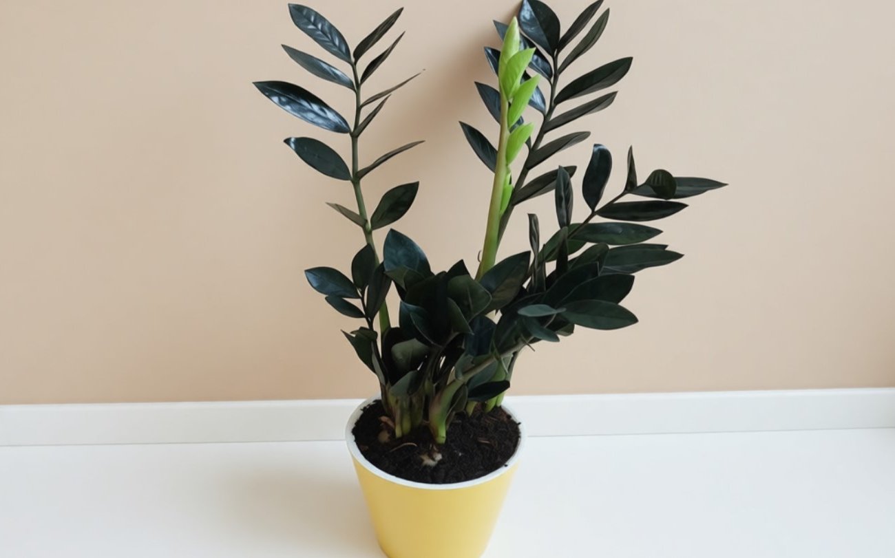 Как заставить замиокулькас активно расти: чудо-подкормка преобразит растение на глазах