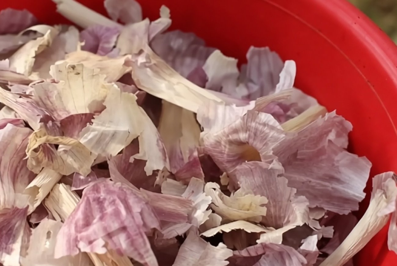 Зачем опытные дачники собирают зимой чесночную шелуху: весной это золото при посадке картофеля