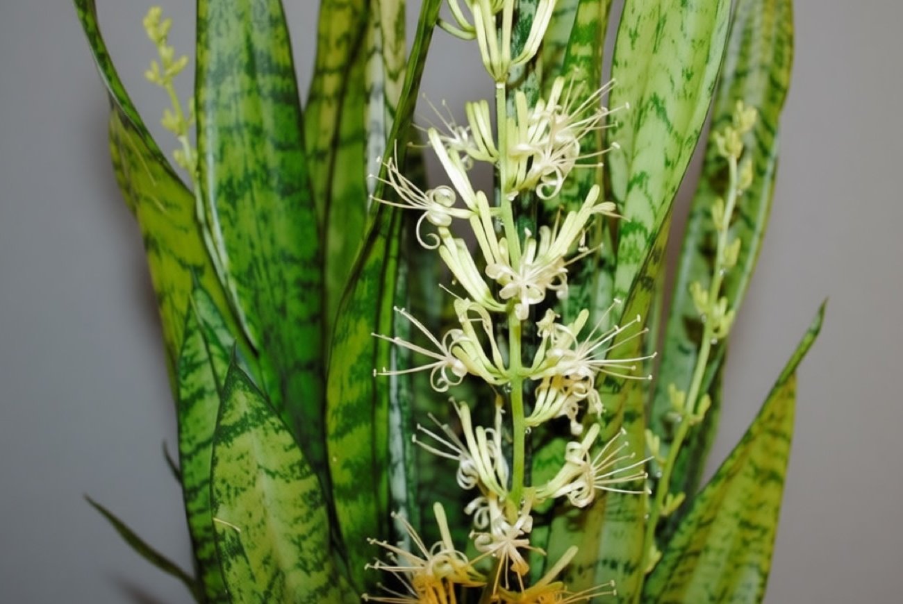 Как заставить щучий хвост цвести: главные ошибки в уходе и их быстрое исправление