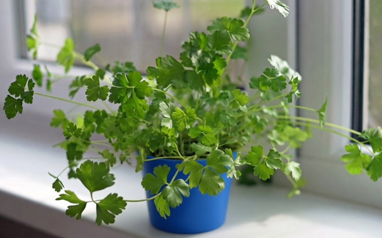 Свежая петрушка на столе круглый год: простой способ выращивания зелени на подоконнике