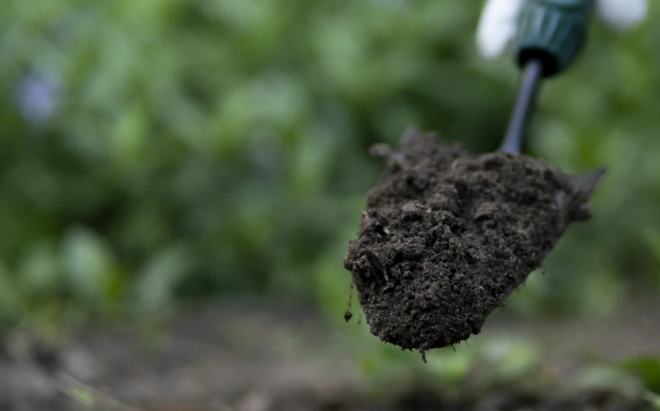 Что посадить на рассаду в феврале, чтобы не опоздать: запомните этот список для богатого урожая