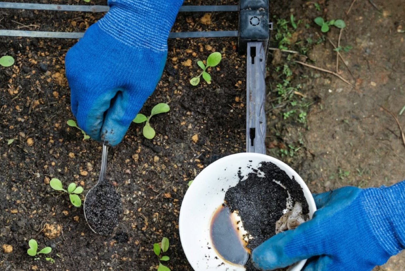 Как использовать кофейную гущу для огорода: копеечное удобрение с потрясающим эффектом