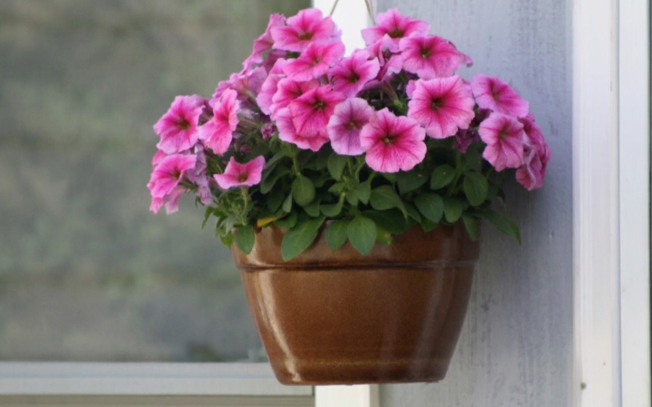 Петунии отблагодарят пышным цветением до самой осени: не пропустите эту подкормку в марте