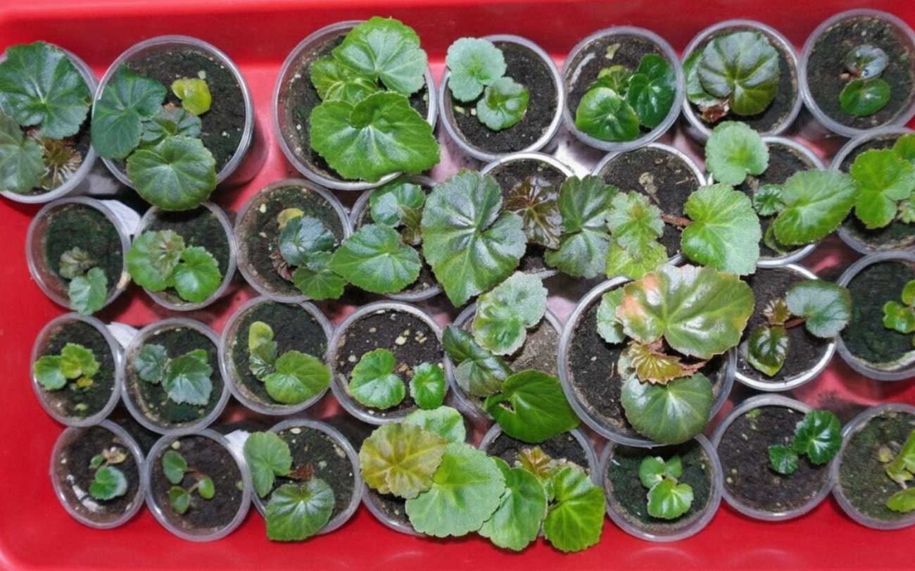 Как получить крепкую рассаду цветов без лишних усилий: проверенный зимний способ