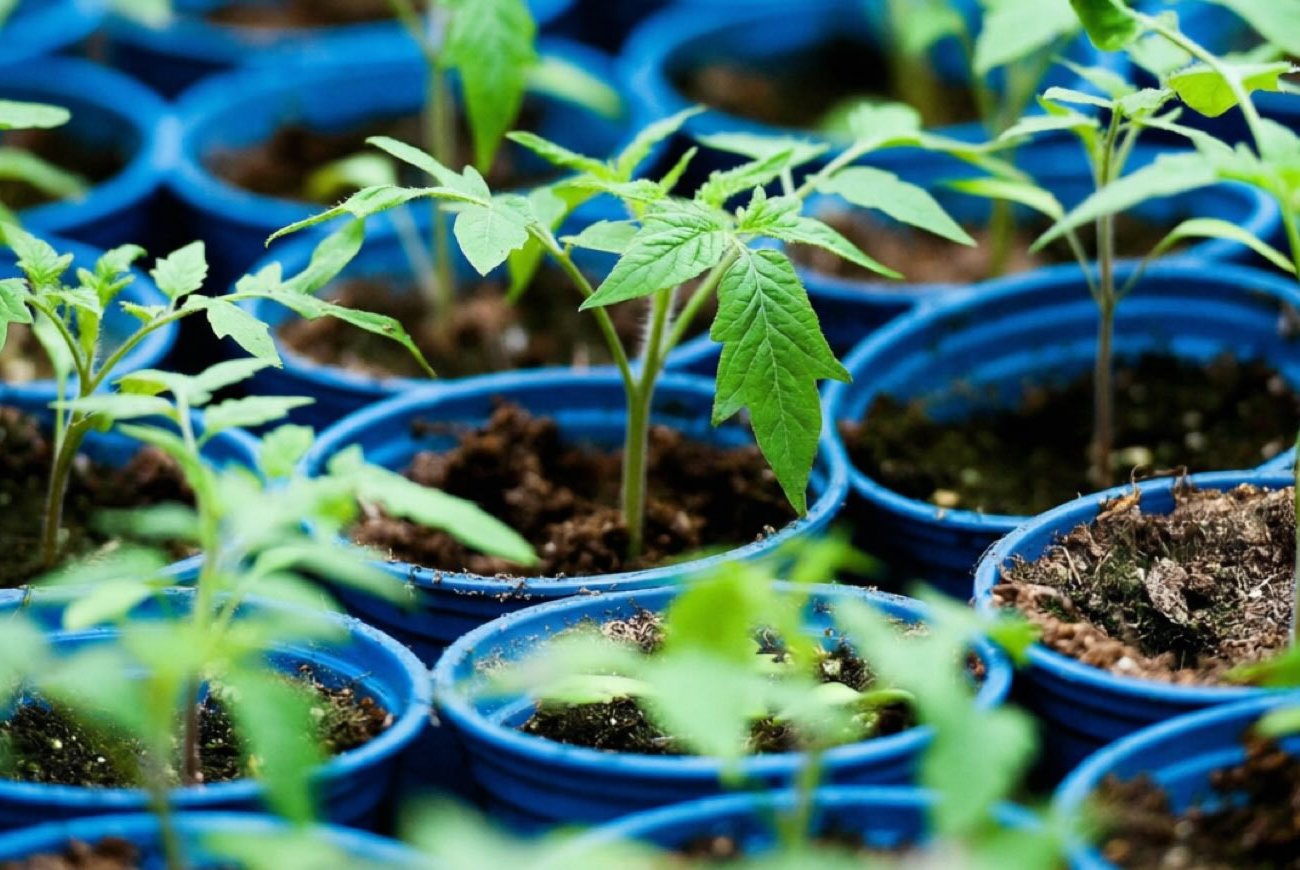 Рассада помидоров будет толстенькой и здоровой: запомните простой секрет опытных огородников