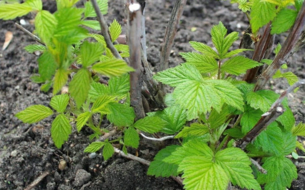 Что сделать с малиной в марте, чтобы не остаться без урожая: всего 30 минут работы