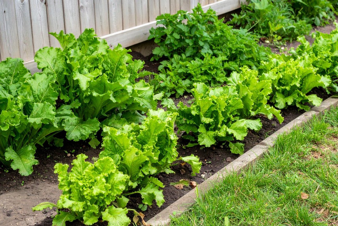 Грядки будут давать двойной урожай без магазинных удобрений: методика опытного агронома