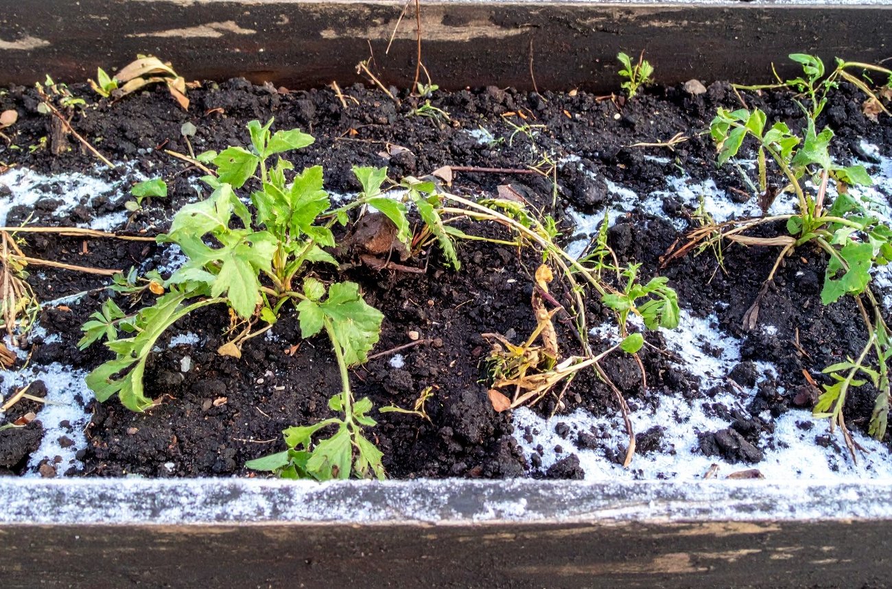 Как правильно подкормить огород зимой: какие удобрения вносить по снегу, а какие опасны