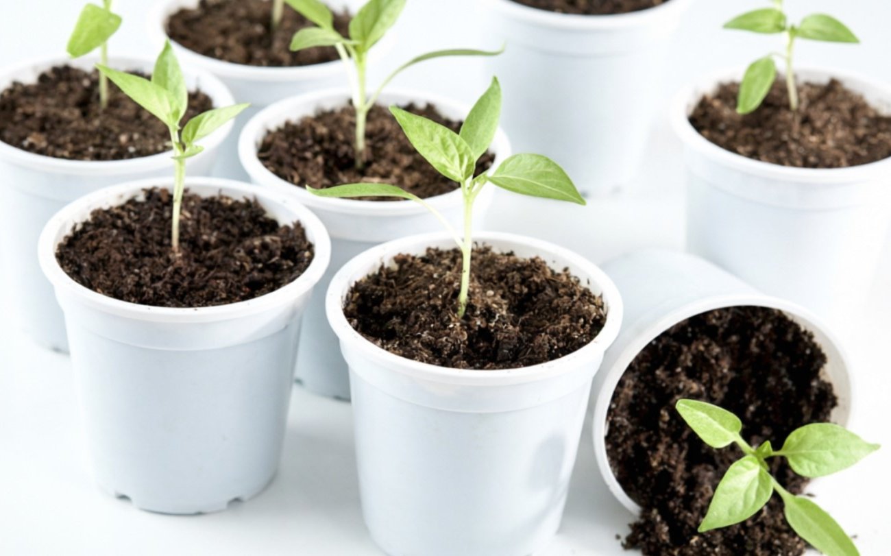 Как не дать рассаде вытянуться в домашних условиях: проверенные приёмы от бывалых огородников