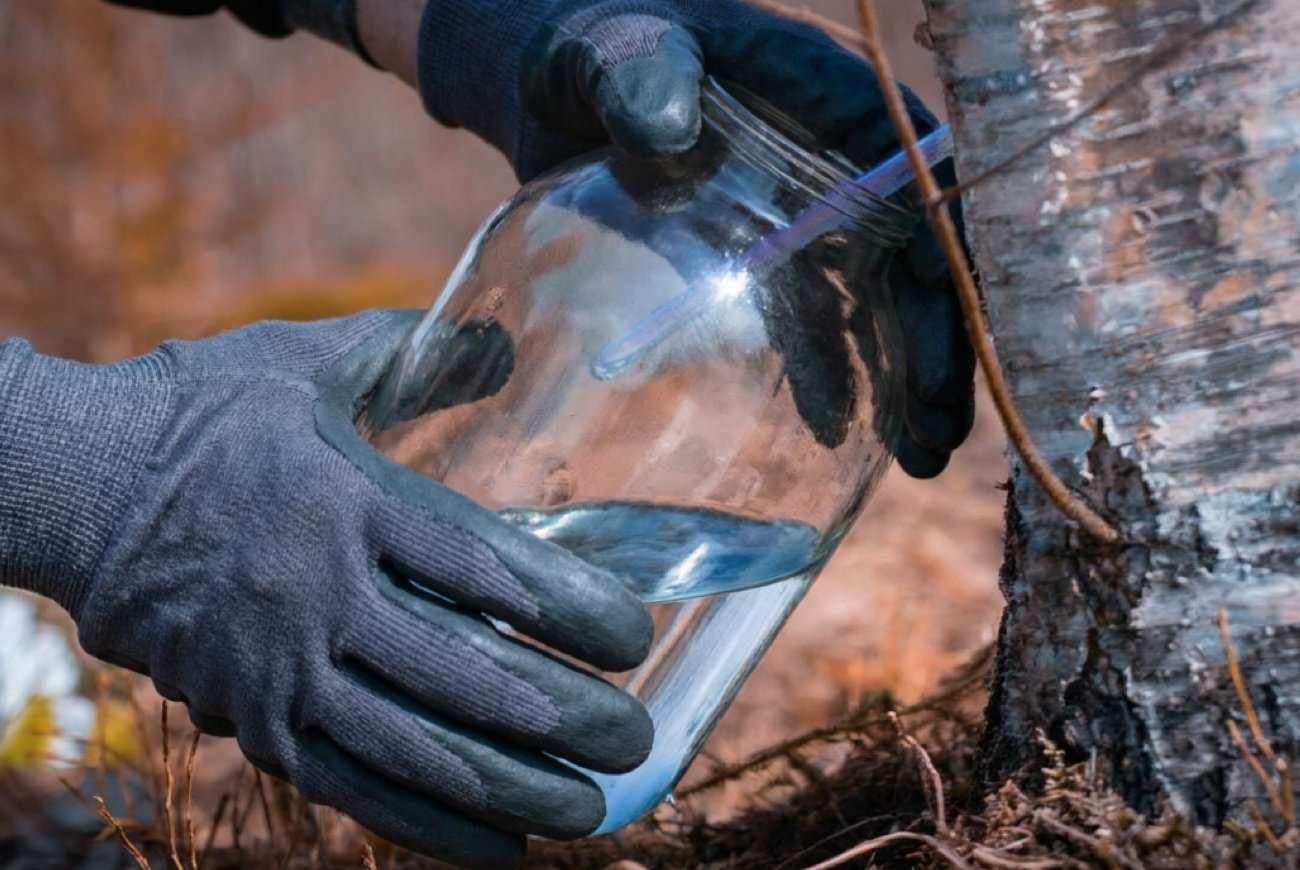 Как собирать и пить березовый сок с максимальной пользой: правила для крепкого здоровья