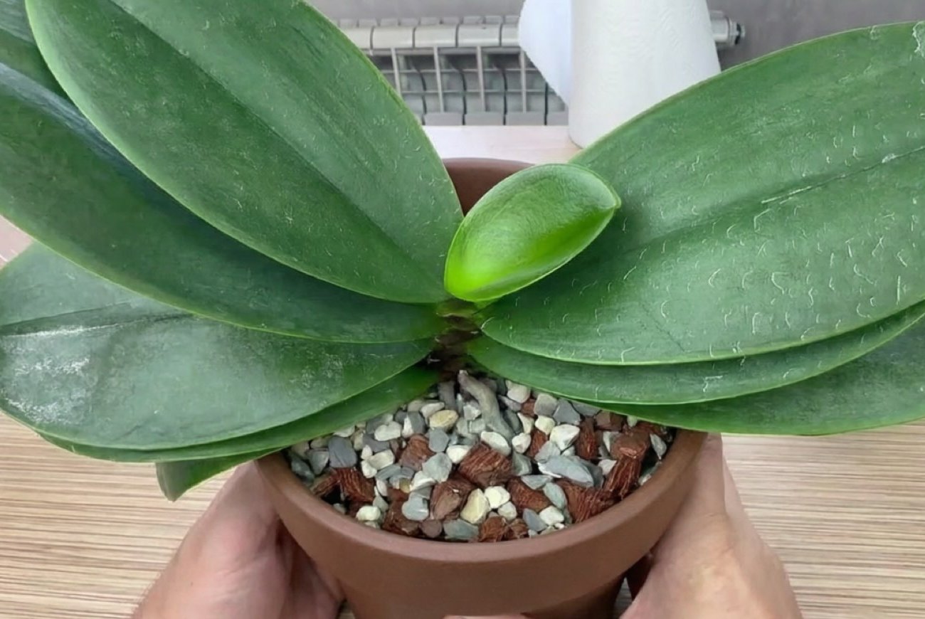 Орхидея будет блестеть и цвести пышно: проверенный способ с молоком