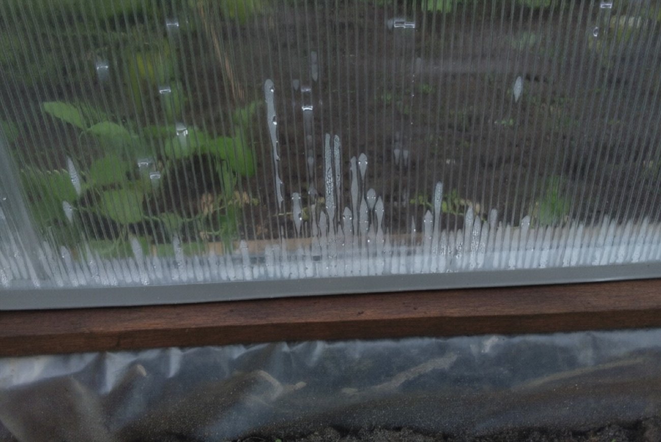 Теплица будет сухой, а урожай здоровым: запомните методы борьбы с конденсатом