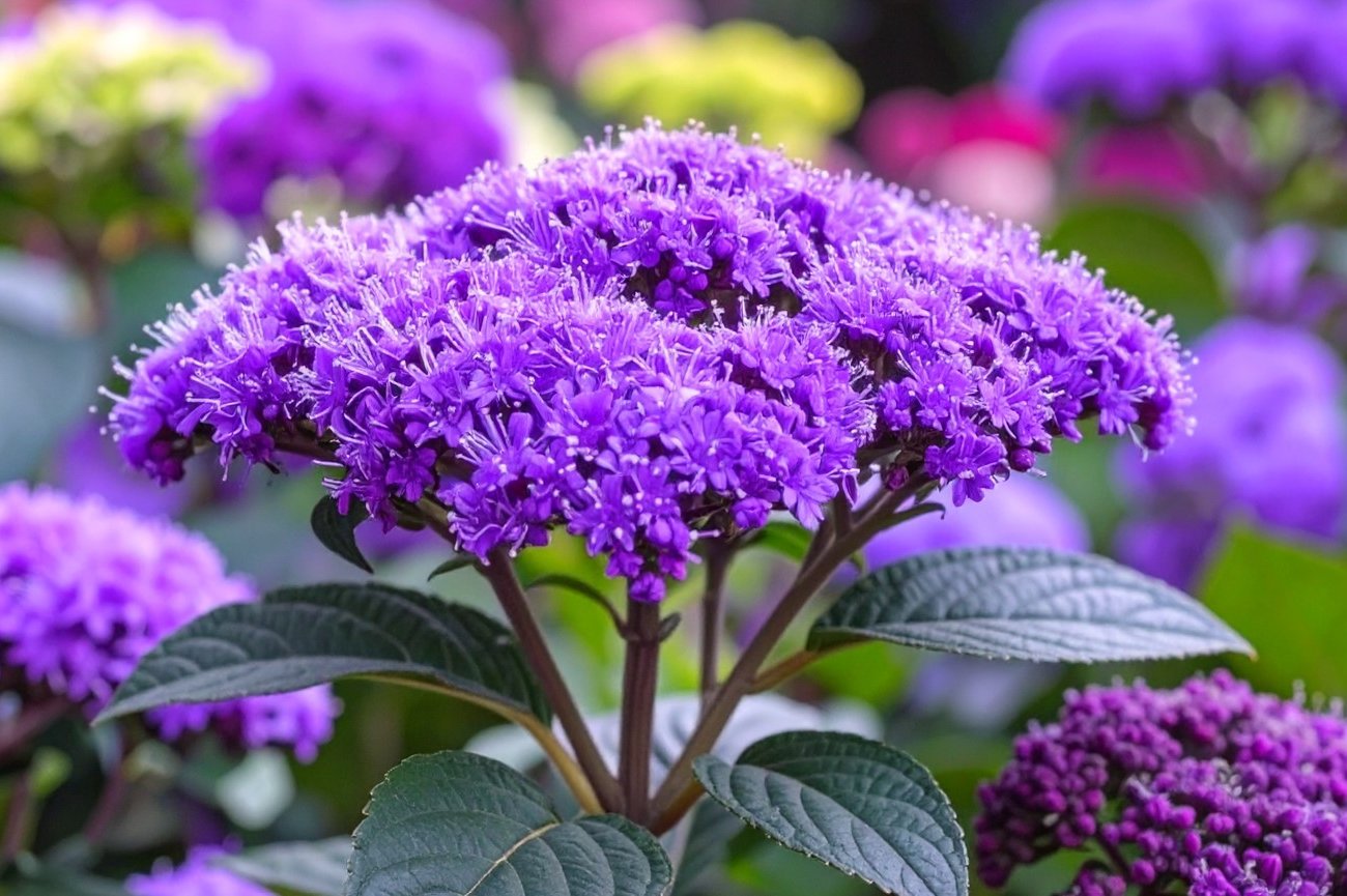 Гелиотроп с ароматом ванили: как вырастить популярный цветок в саду